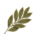 Bay-Leaves.png